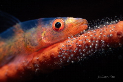 Goby and eggs by Julian Hsu 